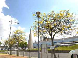 駅北のイペー2023年4月17日